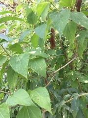 Lorentzianthus viscidus