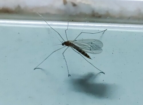 Unknown species found near Mountain Park, GA, USA