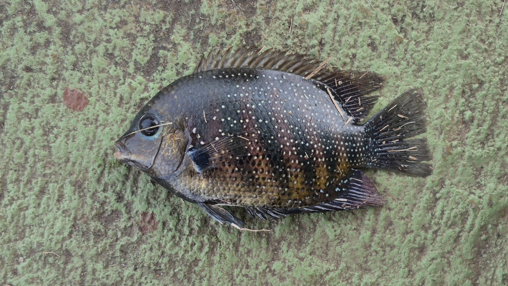 Banded etroplus (Etroplus suratensis) — Cichlidae