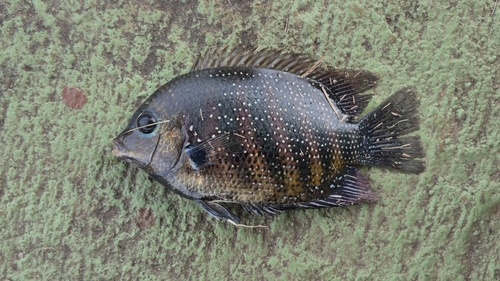 Banded etroplus (Etroplus suratensis) — Cichlidae