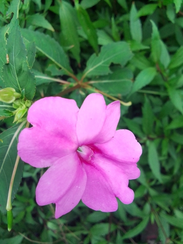 Impatiens platypetala