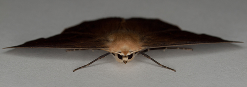 Omnivorous Looper photo 5