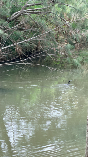 Little Black Cormorant (Phalacrocorax sulcirostris), photo 5