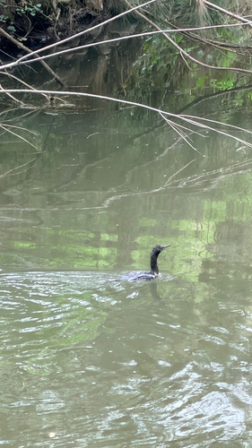 Little Black Cormorant (Phalacrocorax sulcirostris), photo 4