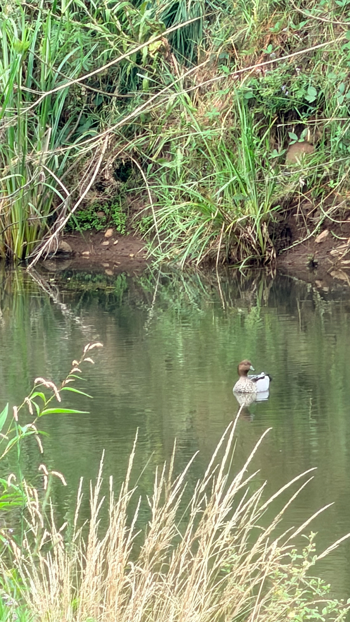 Maned Duck (Chenonetta jubata), photo 9