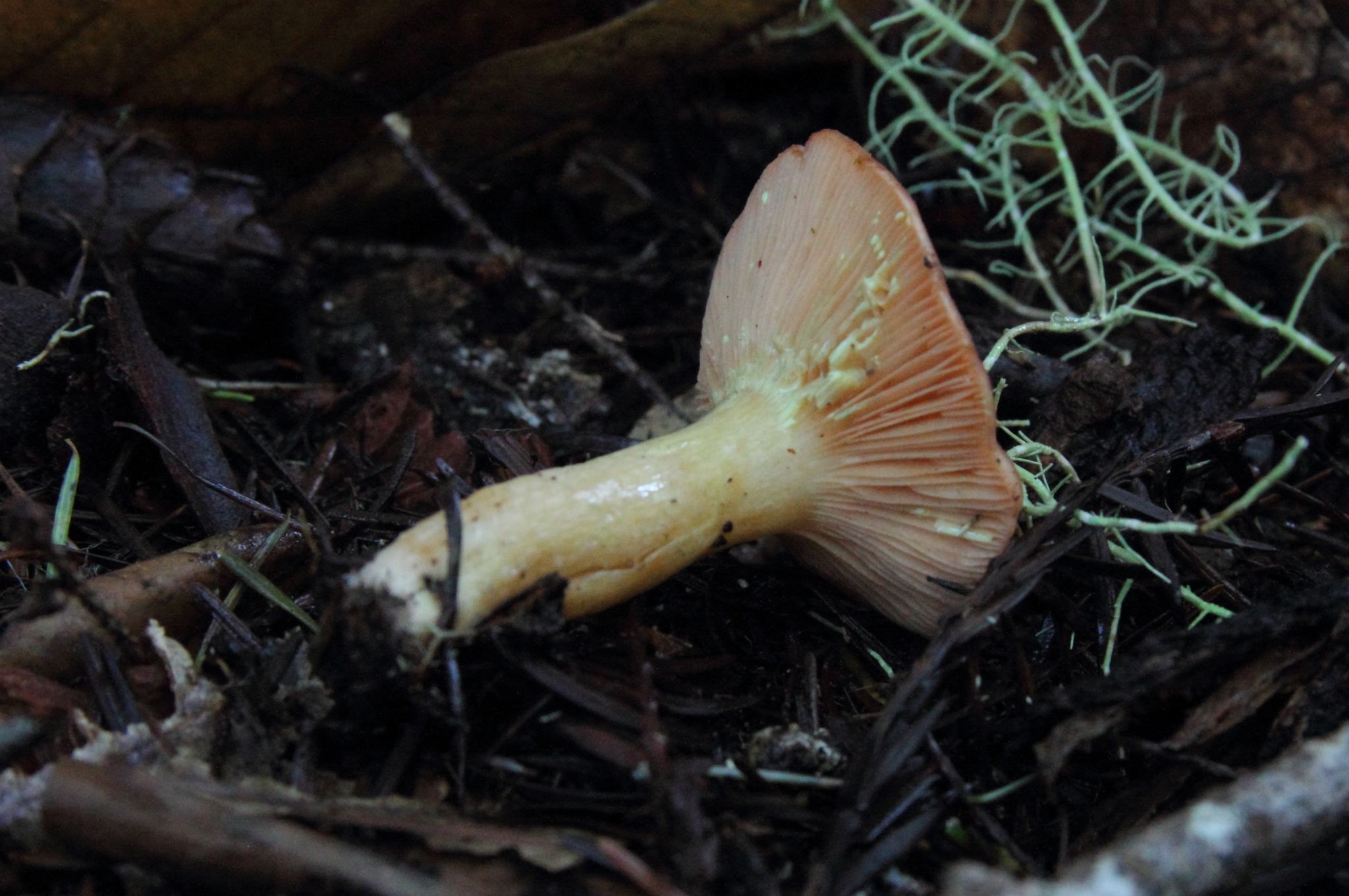 Lactarius xanthogalactus image