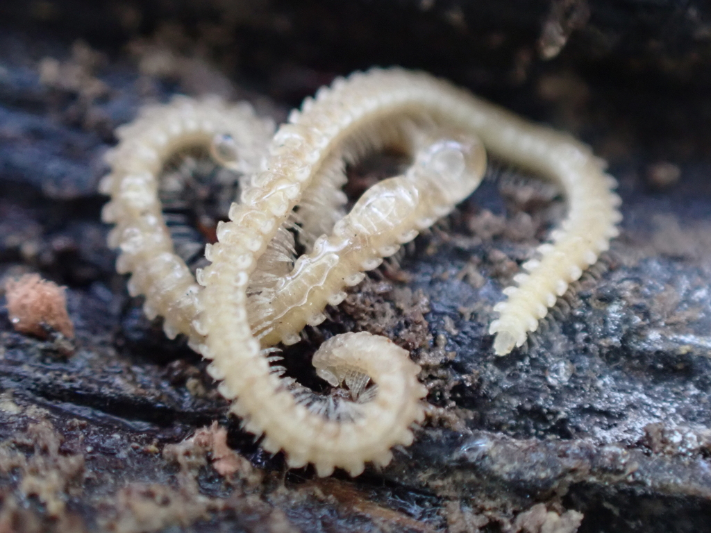 Andrognathinae