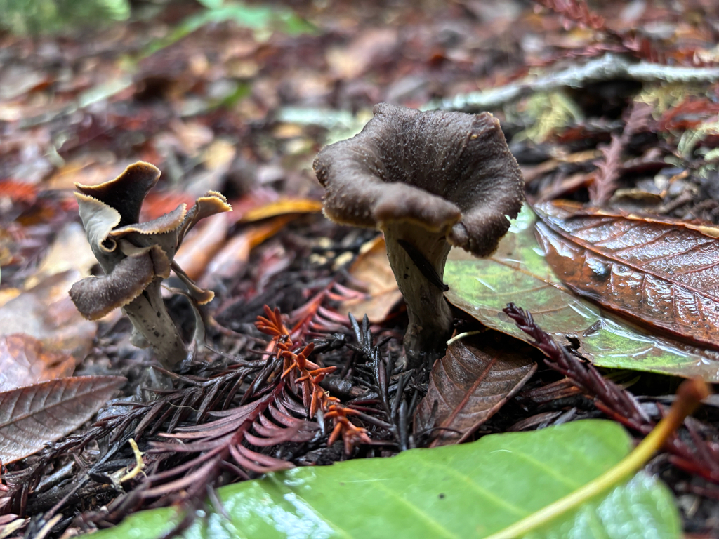 Craterellus calicornucopioides · January 2026 · photo: © reago (iNaturalist, cc-by)