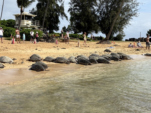 Green turtle