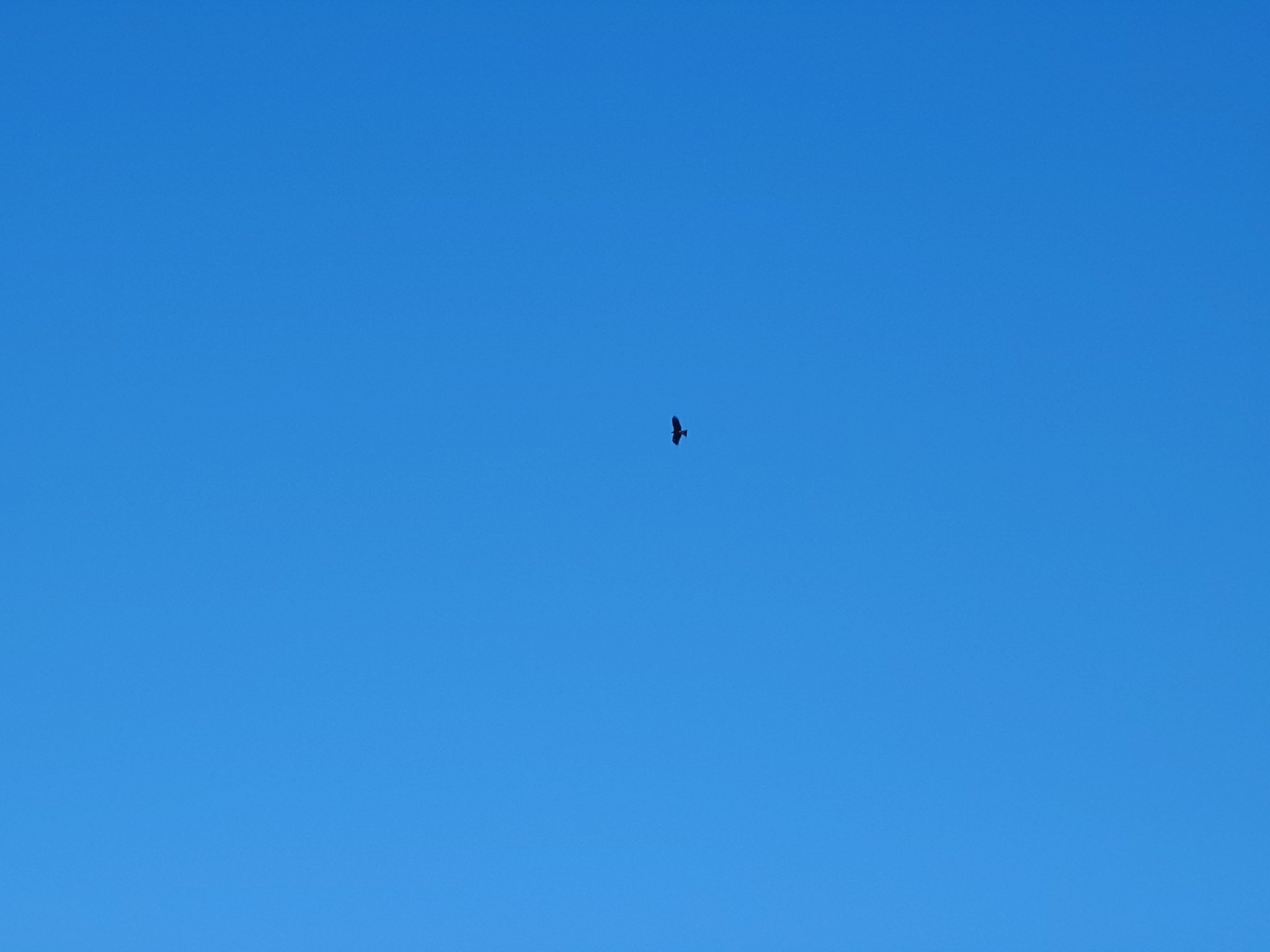 Black Kite (Milvus migrans), photo 9