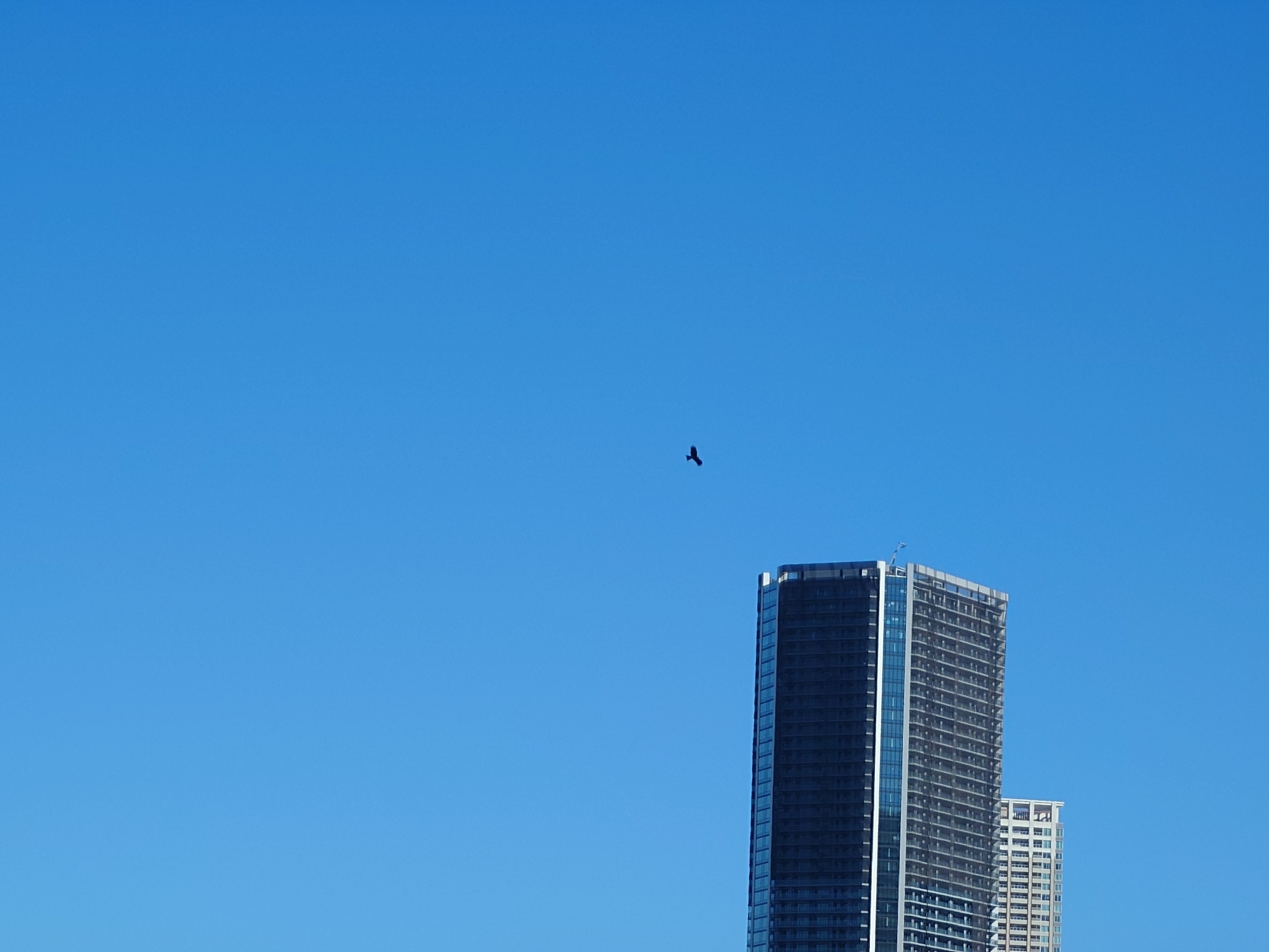 Black Kite (Milvus migrans), photo 10
