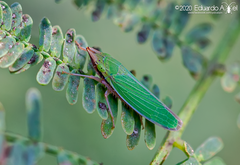 Draeculacephala soluta