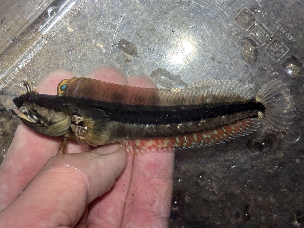 Onespot fringehead (Neoclinus uninotatus) — Chaenopsidae