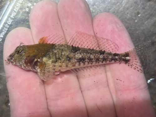 Snubnose sculpin (Orthonopias triacis) — Cottidae — 3