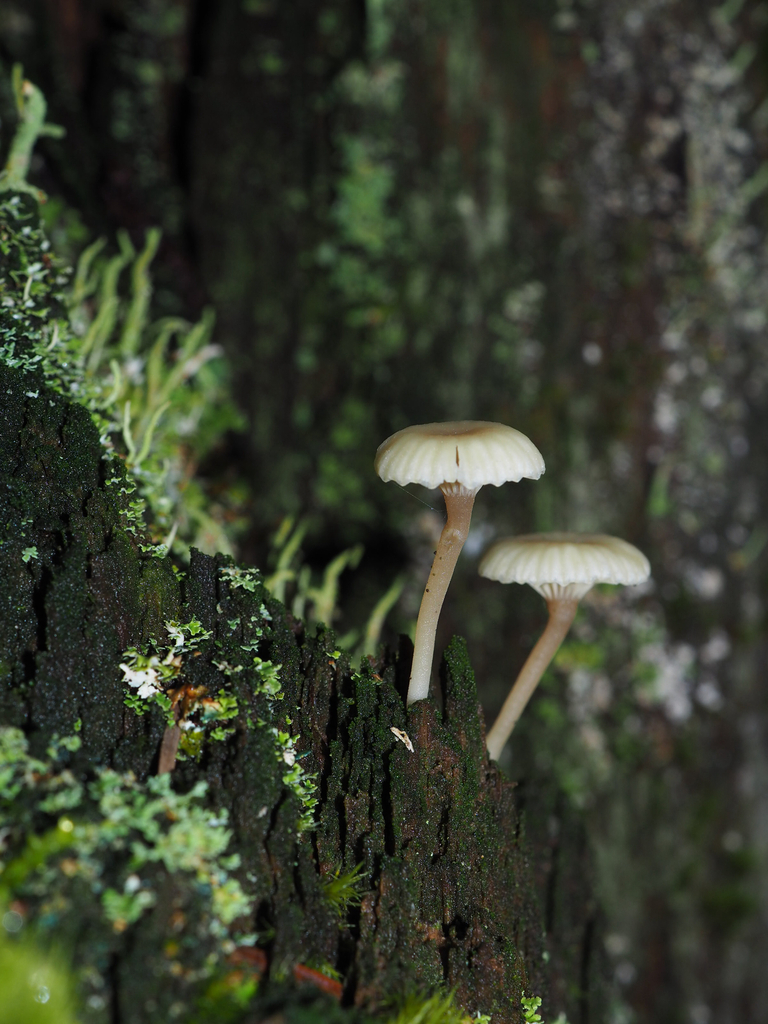 Lichenomphalia ericetorum · January 2026 · photo: © marsupialsoup (iNaturalist, cc-by)
