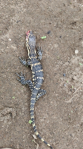 Varanus salvator