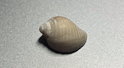 Nucella lapillus