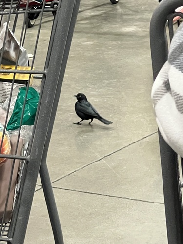 Brewer's Blackbird (Euphagus cyanocephalus), photo 3