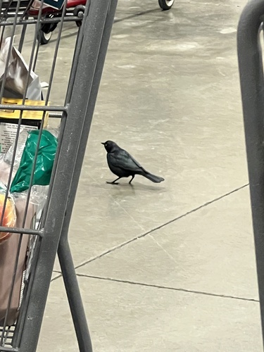 Brewer's Blackbird (Euphagus cyanocephalus), photo 4