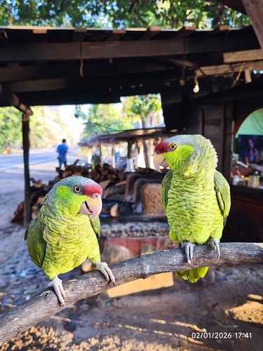 Lilac-crowned Amazon (Amazona finschi)