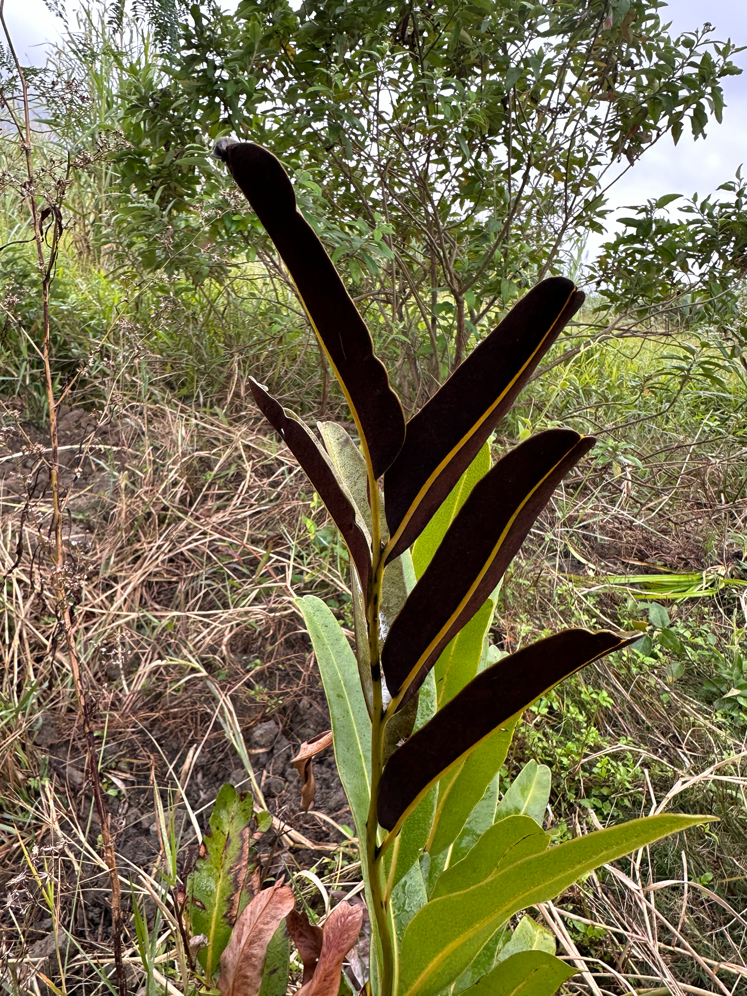 Imagem de samambaia-do-mangue