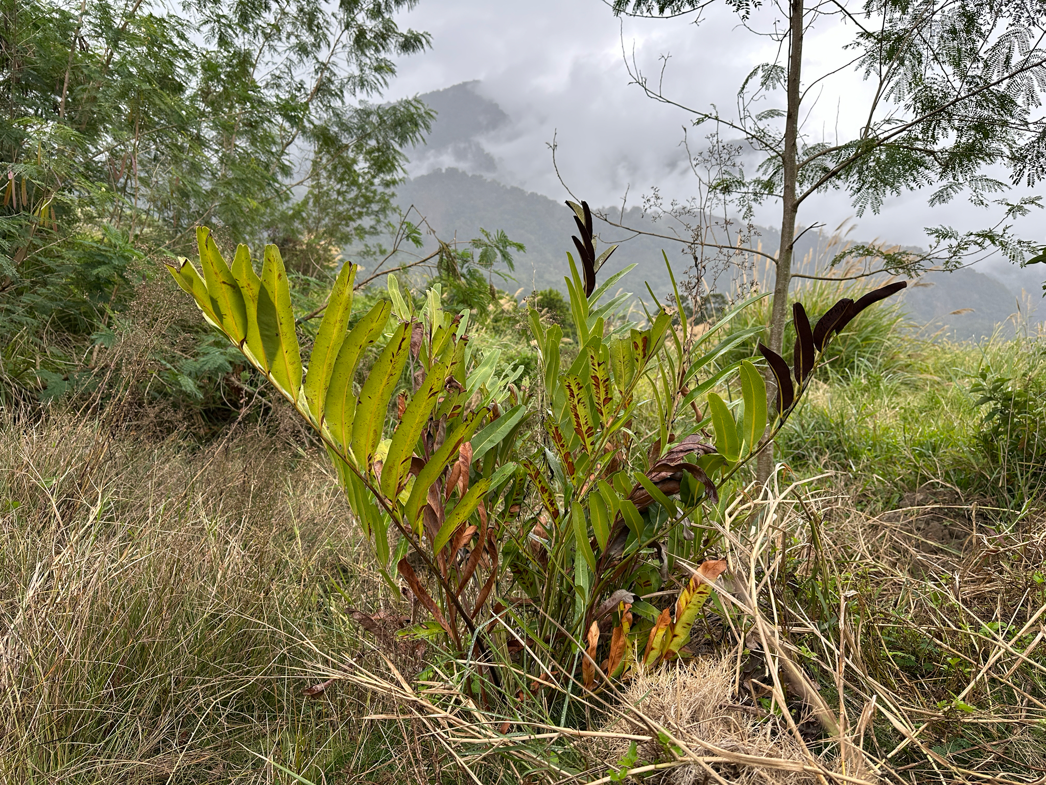 Imagem de samambaia-do-mangue