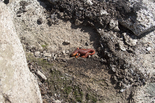 iNaturalist observation photo of Sierra Newt