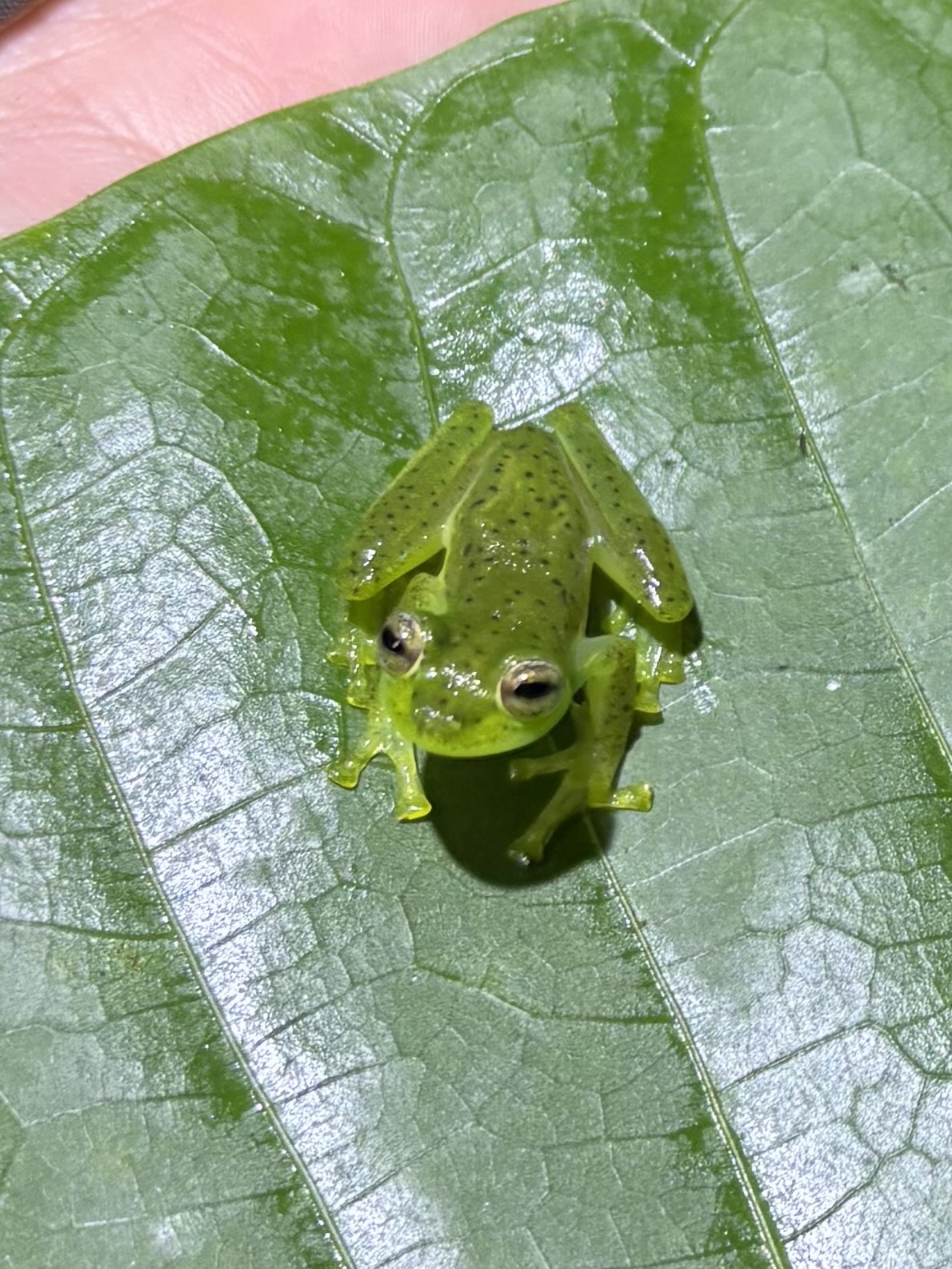 Espadarana prosoblepon (Boettger, 1892)