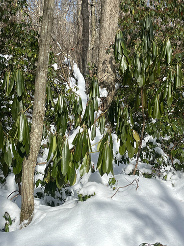 Great rhododendron