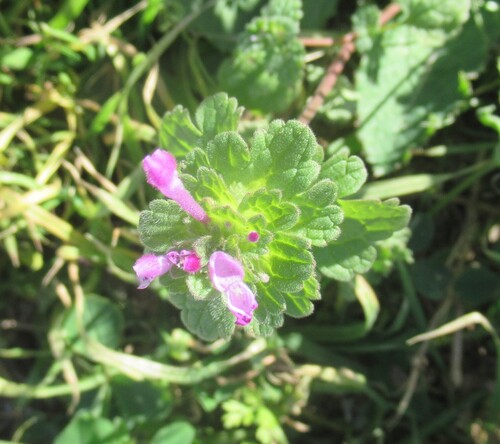 Henbit