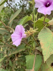 Ipomoea wightii image