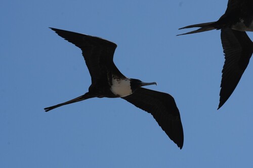 Magnificent Frigatebird (Fregata magnificens), photo 4