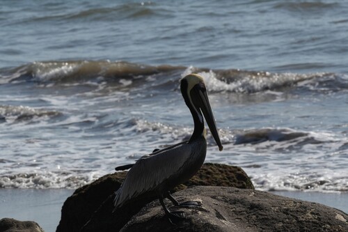 Brown Pelican (Pelecanus occidentalis), photo 4