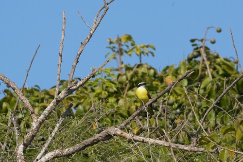 Great Kiskadee (Pitangus sulphuratus), photo 7