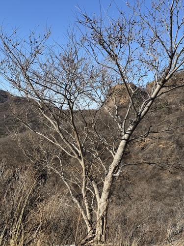 Foto de Celtis bungeana