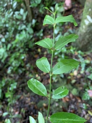 Secamone gerrardii