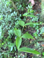 Secamone gerrardii