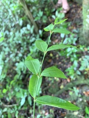 Secamone gerrardii