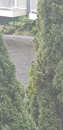 Lonchura leucogastroides