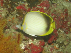 Chaetodon gardineri