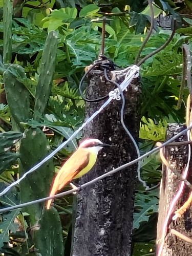 Great Kiskadee