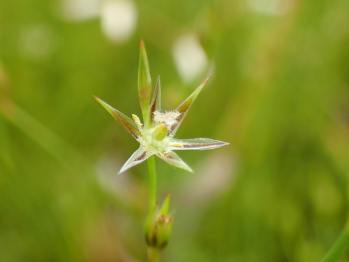 Juncus bufonius iNat (3)