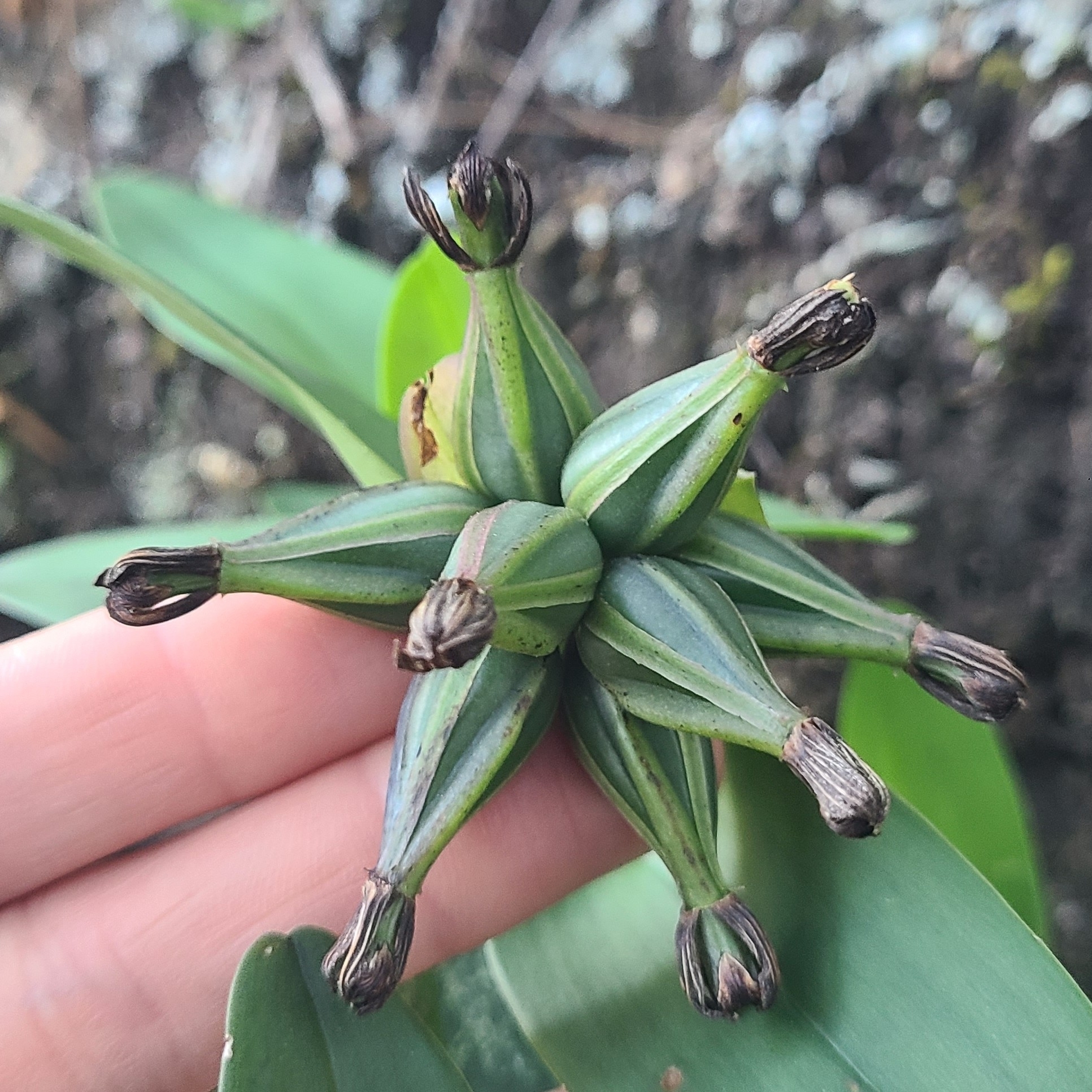 Epidendrum trianthum Schltr.