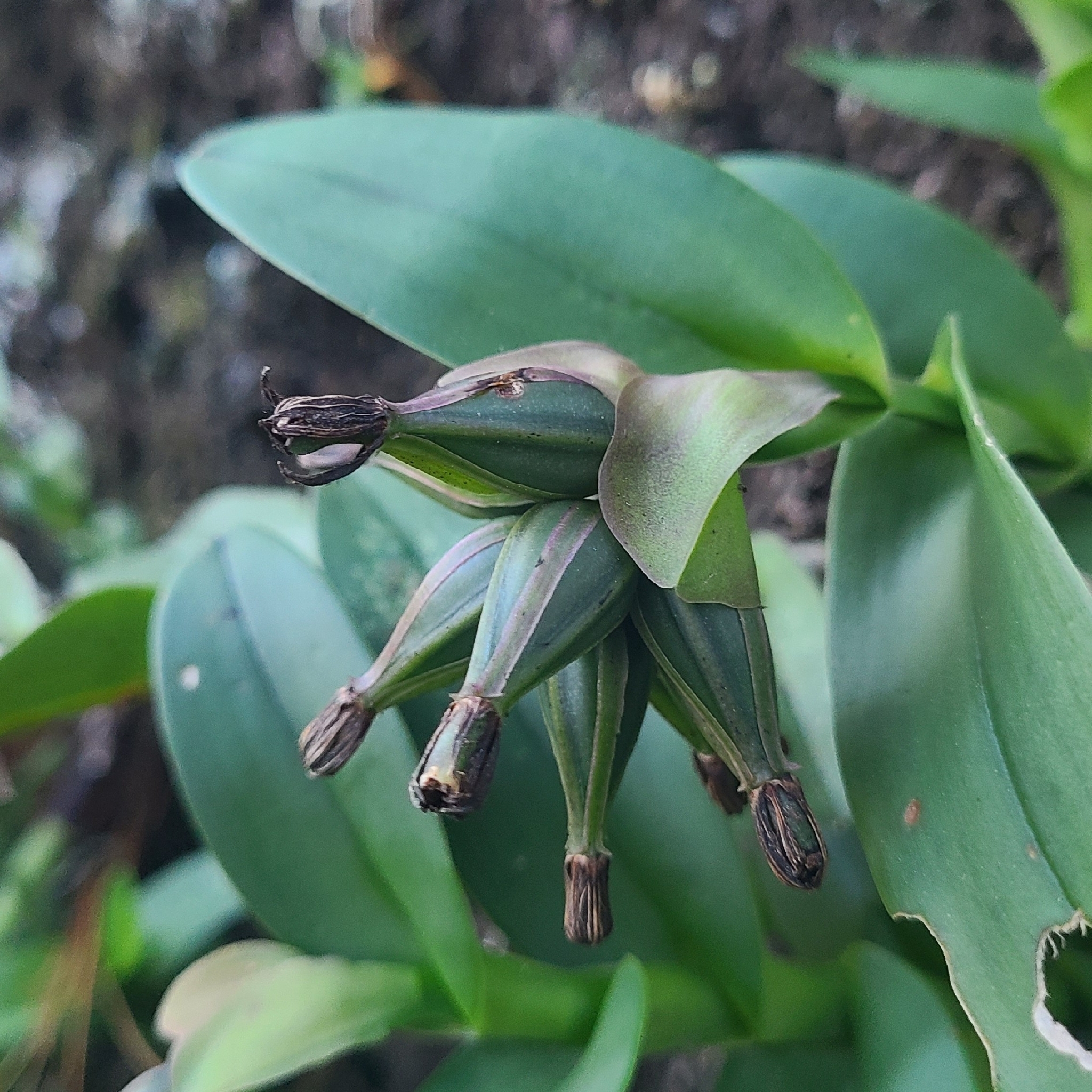 Epidendrum trianthum Schltr. 2