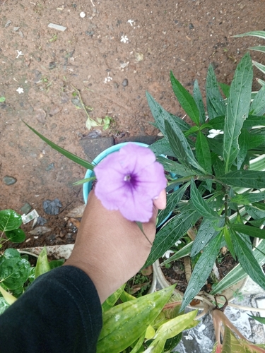 Ruellia simplex