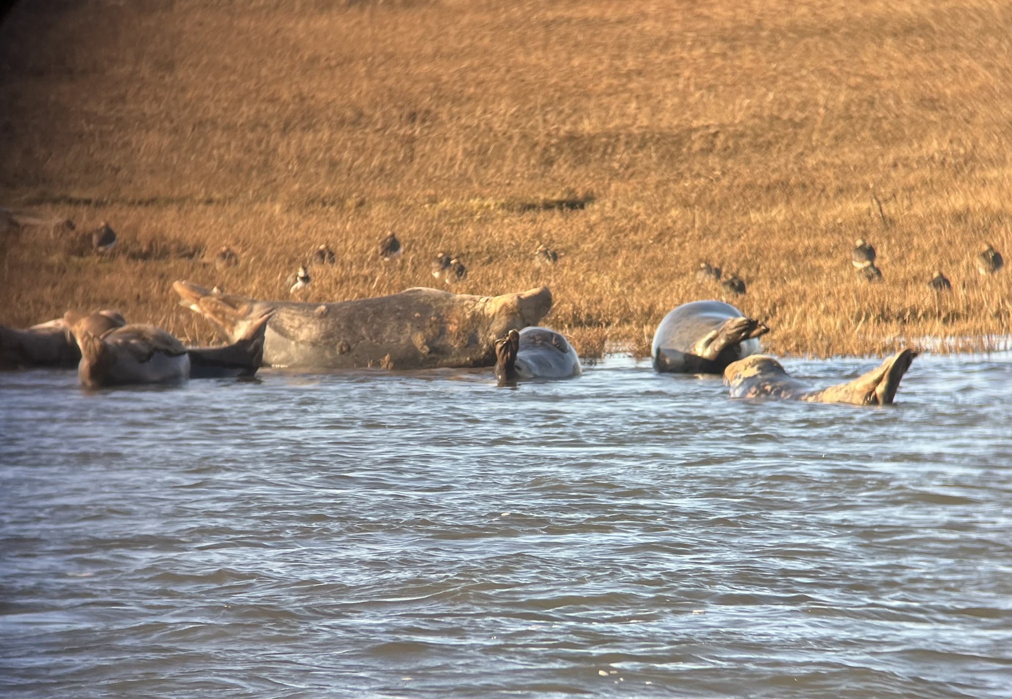 Grey Seal
