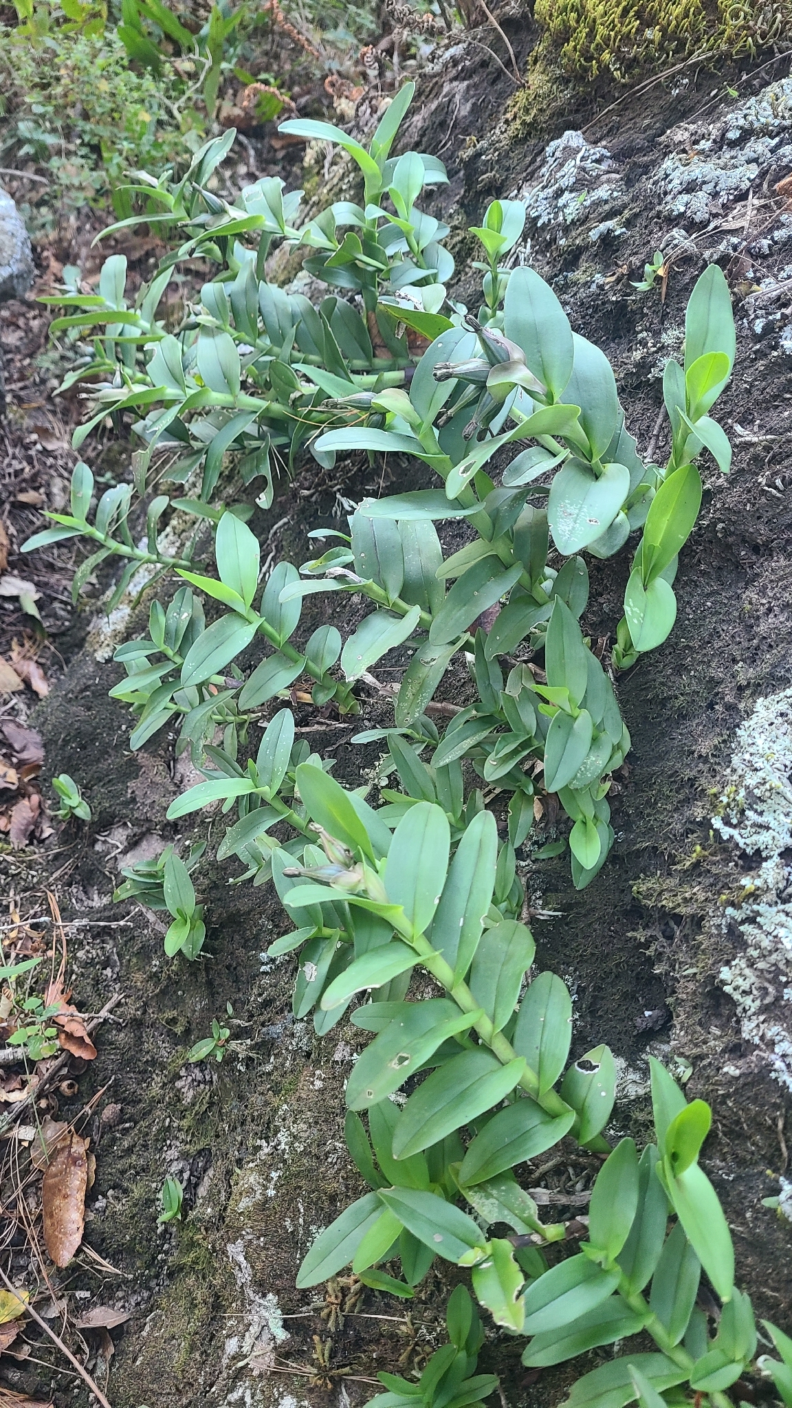 Epidendrum trianthum Schltr. 3