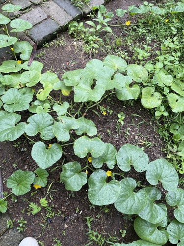 Cucumis melo