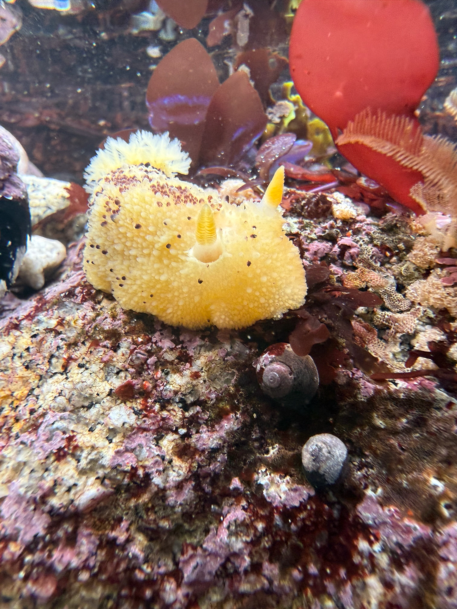 Nudibranchs (assorted)