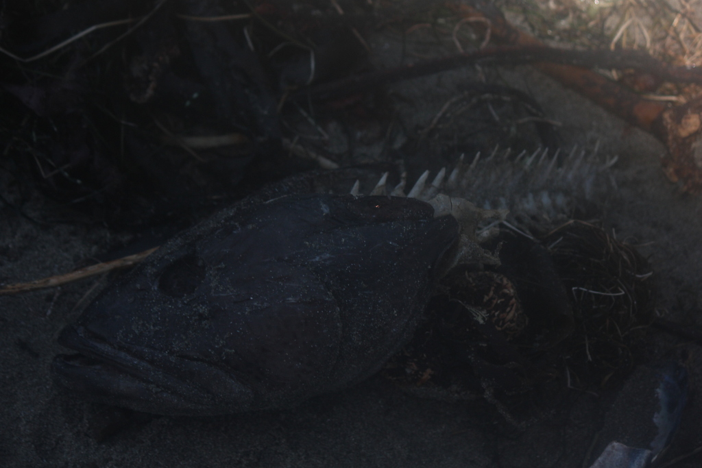 Alaska ling cod (Ophiodon elongatus) — Hexagrammidae